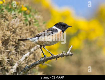 Schwarzkehlchen (Saxicola Rubicola) Stockfoto