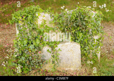 Efeu wächst auf einem alten Grabstein. Stockfoto