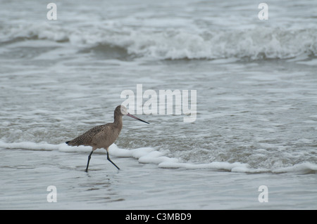 Eine marmorierte Uferschnepfe watet in den pazifischen Wellen. Stockfoto