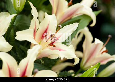 Lilium orientalische Trompete "Nymphe" Stockfoto