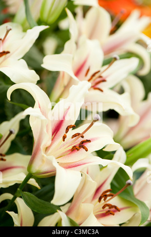 Lilium orientalische Trompete "Nymphe" Stockfoto