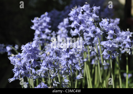 Hyacinthoides Hispanica (spanische Glockenblumen) in einem Vorort englischen Garten. Stockfoto