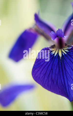 Iris pumila' Caesars Bruder'. Sibirische Iris' Caesars Bruder' Stockfoto