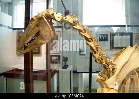 Skelett des berühmten Rennpferd "Hyperion" im Nationalmuseum für Pferderennen, Newmarket Suffolk Stockfoto