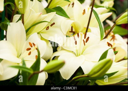 Lilium anmutende asiatischen "Königreich" Stockfoto