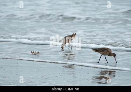 Zwei marmorierten Godwits ernähren sich entlang der Pazifikküste. Stockfoto