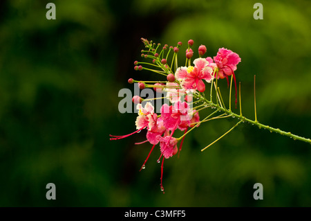 Frische Regentropfen tropft aus tropischen rote Hibiskusblüten, Fidschi Stockfoto