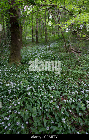 Einem Wald Blumenteppich am Torrent Walk Bärlauch Stockfoto