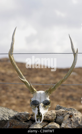 Red Deer Schädel und Geweih, das Tragen von Sonnenbrillen Stockfoto