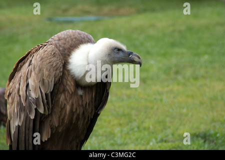 Gänsegeier - abgeschottet Fulvus Stockfoto