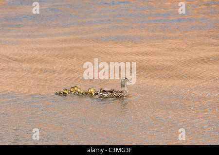 Virginia, Norfolk. Mutter Ente und Entenküken in dem Elizabeth River. Stockfoto