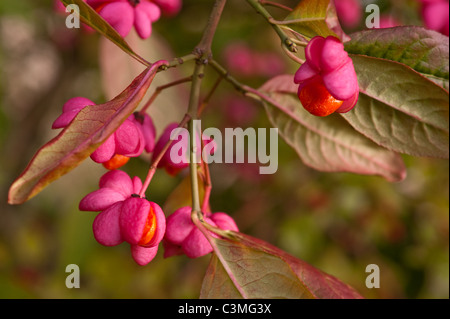 Spindel Baum Aromenpalette Stockfoto