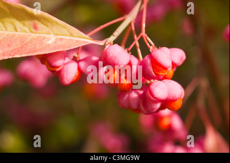 Spindel Baum Aromenpalette Stockfoto