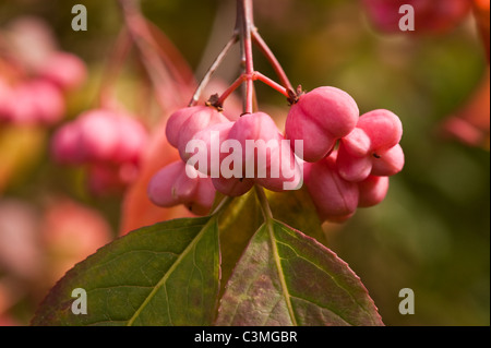 Spindel Baum Aromenpalette Stockfoto