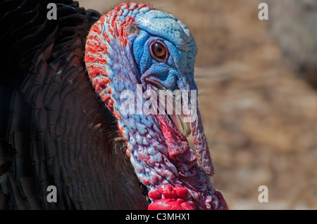 Nahaufnahme einer männlichen Wildtruthahn. Stockfoto