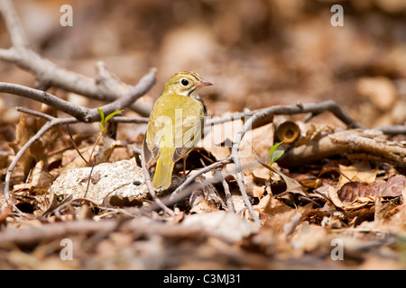 Ovenbird Stockfoto