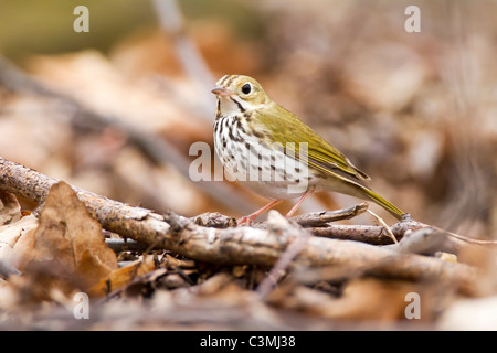 Ovenbird Stockfoto