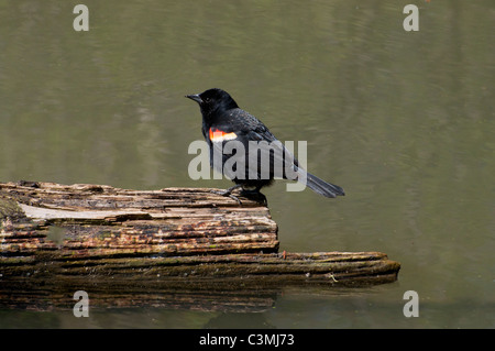 Rotschulterstärling. Stockfoto