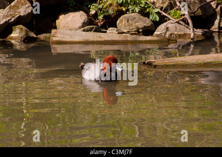 Eine männliche Rothaarige Ente auf dem Teich im Frühjahr. Stockfoto