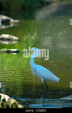 Ein Weißer Reiher (Egretta unaufger) entlang der Ufer des Teiches im Juni, Aurora Colorado uns. Stockfoto