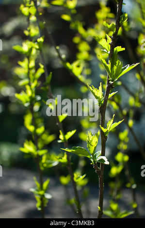 Neues grünes Wachstum erscheint auf einer Rose von Sharon im Frühjahr. Stockfoto