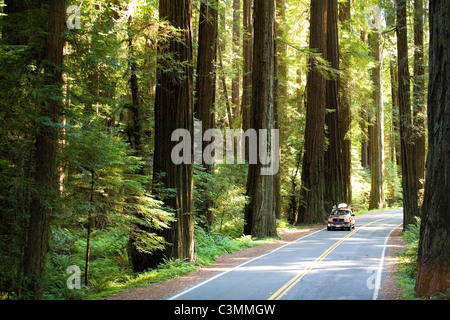 Avenue of the Giants, California Stockfoto