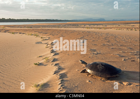 Arrau-Schildkröte (Podocnemis Expansa) Rückkehr zum Wasser nach der Eiablage. Stockfoto