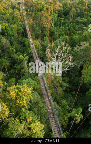 Überdachunggehweg in der Sacha Lodge, Napo Fluss an der Grenze Yasuni-Nationalpark in Ecuador Stockfoto