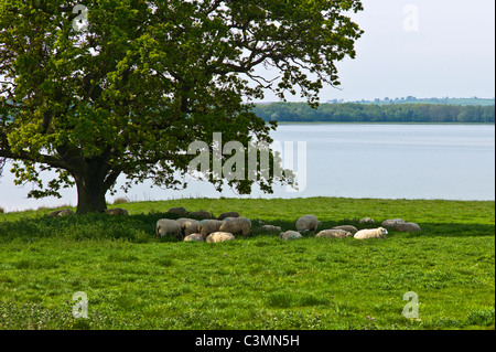 Schafe zu finden ein schattigen Plätzchen an einem warmen und sonnigen Frühlingstag im Rutland water Stockfoto