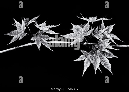 Acer palmatum sango Kaku. Japanischer Ahorn Baum Blätter gegen einen dunklen Hintergrund. Schwarz und Weiß Stockfoto