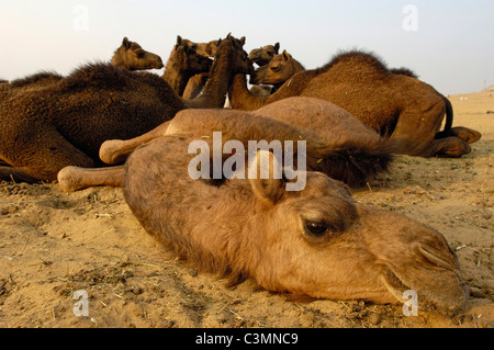Dromedar, einen buckligen Kamele (Camelus Dromedarius). Gruppe in Pushkar Kamel und Viehmarkt ruhen. Rajasthan, Indien. Stockfoto
