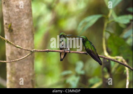 Buff-tailed Coronet (Boissonneaua Flavescens). Zwei Personen streiten, während auf einem Zweig Stockfoto