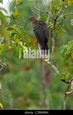 Hoatzin (Opisthocomus Hoazin), thront Männchen auf einem Ast. Napo Fluss an der Grenze Yasuni Nationalpark, Amazonas, Ecuador. Stockfoto