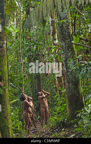 Drei Männer in Huaorani ((Mipo Wira, Ontogamo Kaimo Und Ona Yat)) Jagd mit Blasrohre im Regenwald Stockfoto