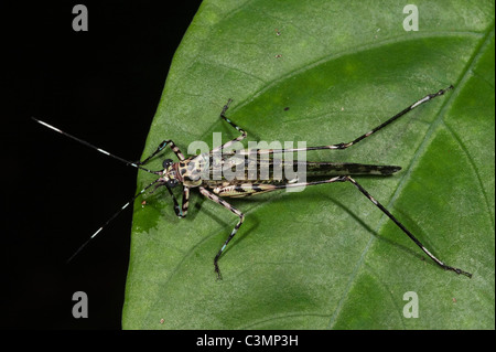 Wespe imitieren Grashuepfer (Quiva sp) auf einem Blatt. Napo Fluss an der Grenze Yasuni Nationalpark, Amazonas, Ecuador. Stockfoto