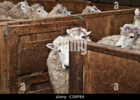 Angst vor Schafen. Schafschur in Neuseeland Stockfoto