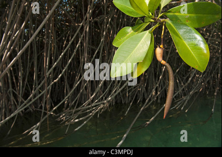 Rote Mangroven (Rhizophora Mangle), Sämling auf einer Pflanze. Sian Ka Biosphere Reserve, Halbinsel Yucatan, Mexiko. Stockfoto