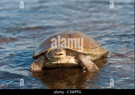 Savannah Seite-necked Turtle (Podocnemis Vogli) veröffentlicht, nachdem er von den Fischern in der Orinoco River, Venezuela gefunden. Stockfoto