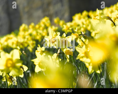 Nahaufnahme von gelben Narzissen Narzissen Blumen blühen in Spring England UK Vereinigtes Königreich GB Großbritannien Stockfoto