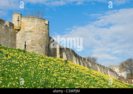 Narzissen blühen im Frühling entlang der mittelalterlichen stadtmauern im Jewbury York North Yorkshire England Großbritannien Großbritannien Großbritannien Stockfoto