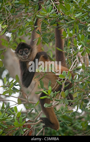 Zentralamerikanischen Klammeraffe (Ateles Geoffroyi Yucatanensis) hängen an einem Zweig, Halbinsel Yucatan, Mexiko. Stockfoto
