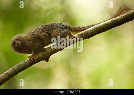 Pygmy Marmoset (Callithrix Pygmaea, Cebuella Pygmaea). Kleinste echte Affe der Welt Stockfoto