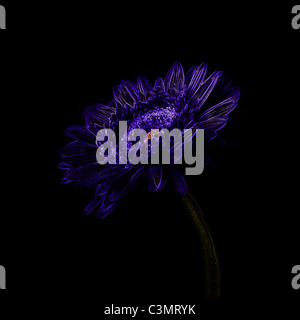 Digital Image eine Gerbera mit leuchtenden blauen Rändern auf einem schwarzen Hintergrund verändert Stockfoto