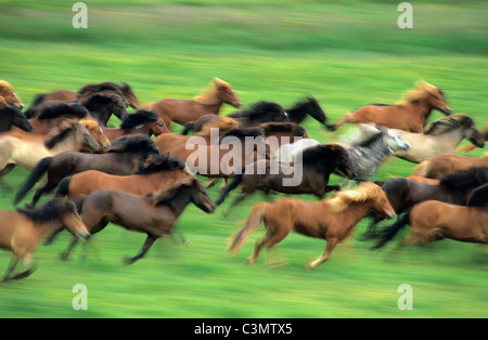 Island, Geysir, isländische Pferde laufen. Stockfoto