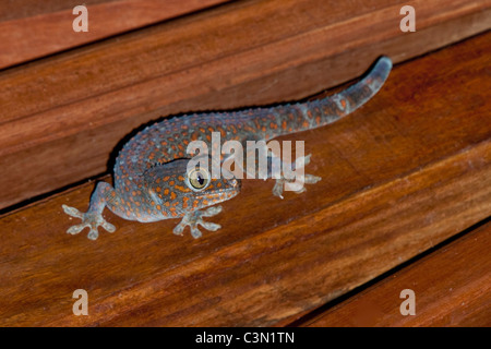 Indonesien, Bali Insel, Tejakula, Tokay Gecko (Gekko Gecko). Männlich Stockfoto