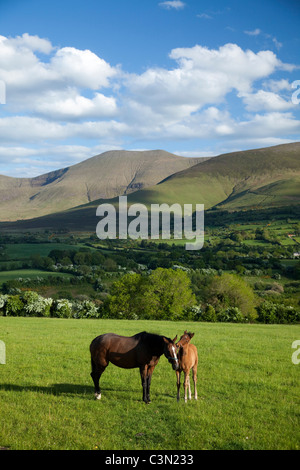 Pferd und Fohlen in der Glen von Aherlow, unterhalb der Galtee Mountains, County Tipperary, Irland. Stockfoto