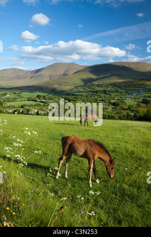 Pferd und Fohlen in der Glen von Aherlow, unterhalb der Galtee Mountains, County Tipperary, Irland. Stockfoto