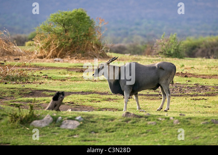 Südafrika, in der Nähe von Zeerust Madikwe Nationalpark. Eland, Tauro Oryx-Antilopen. Stockfoto