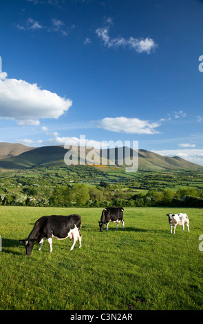 Kühe grasen in der Glen von Aherlow, unterhalb der Galtee Mountains, County Tipperary, Irland. Stockfoto