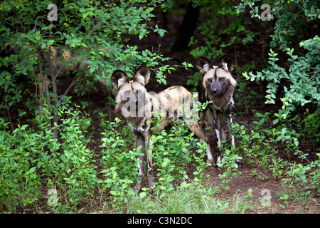 Südafrika, Pretoria. Zwei Afrikanische Wildhund, auch gemalt Jagdhund, LYKAON Pictus. Gefangenschaft. Stockfoto